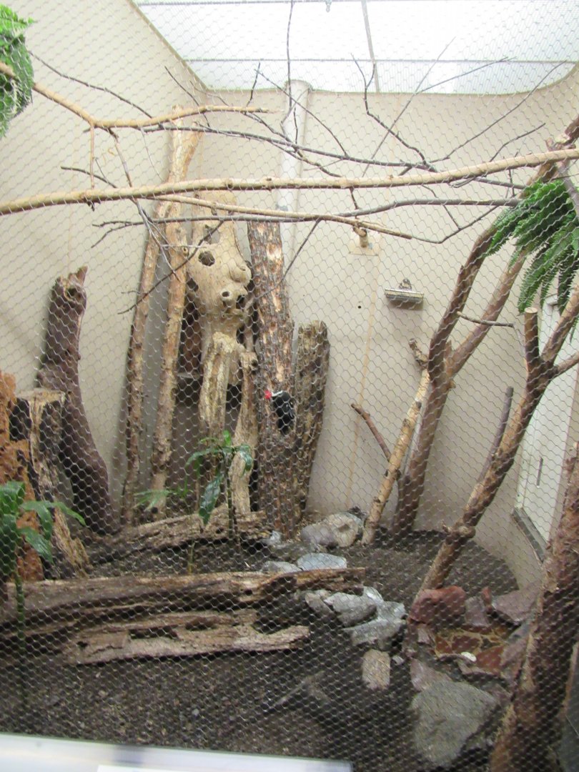 Old Bird House- Aviary 3