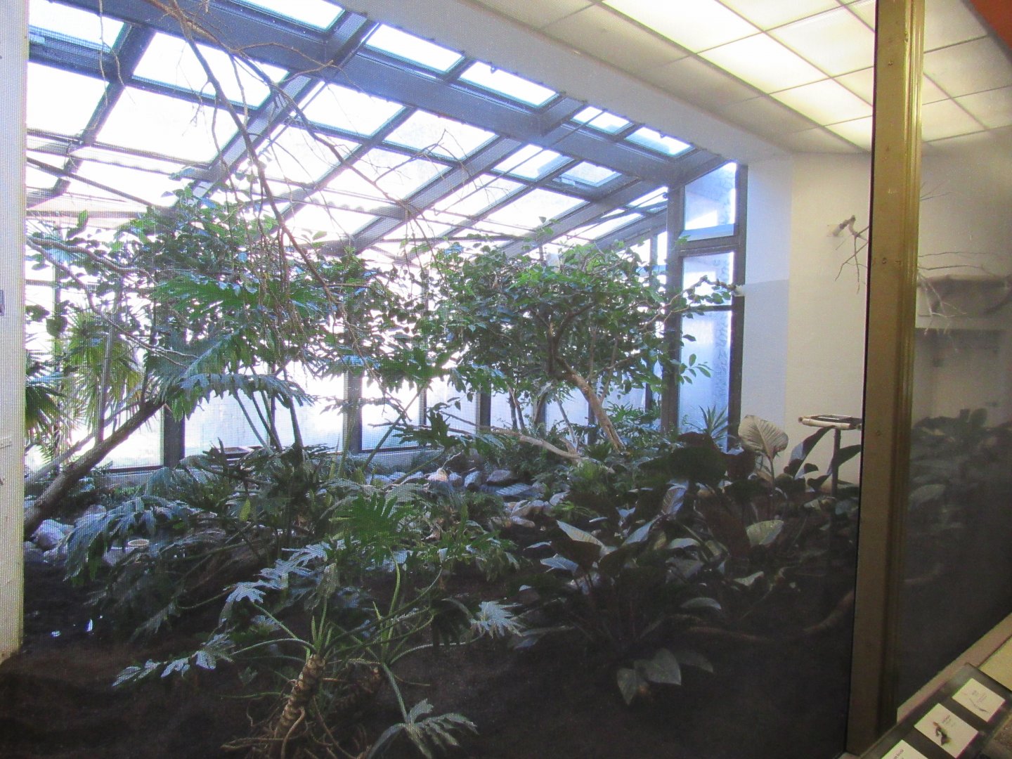 Old Bird House- Aviary 4