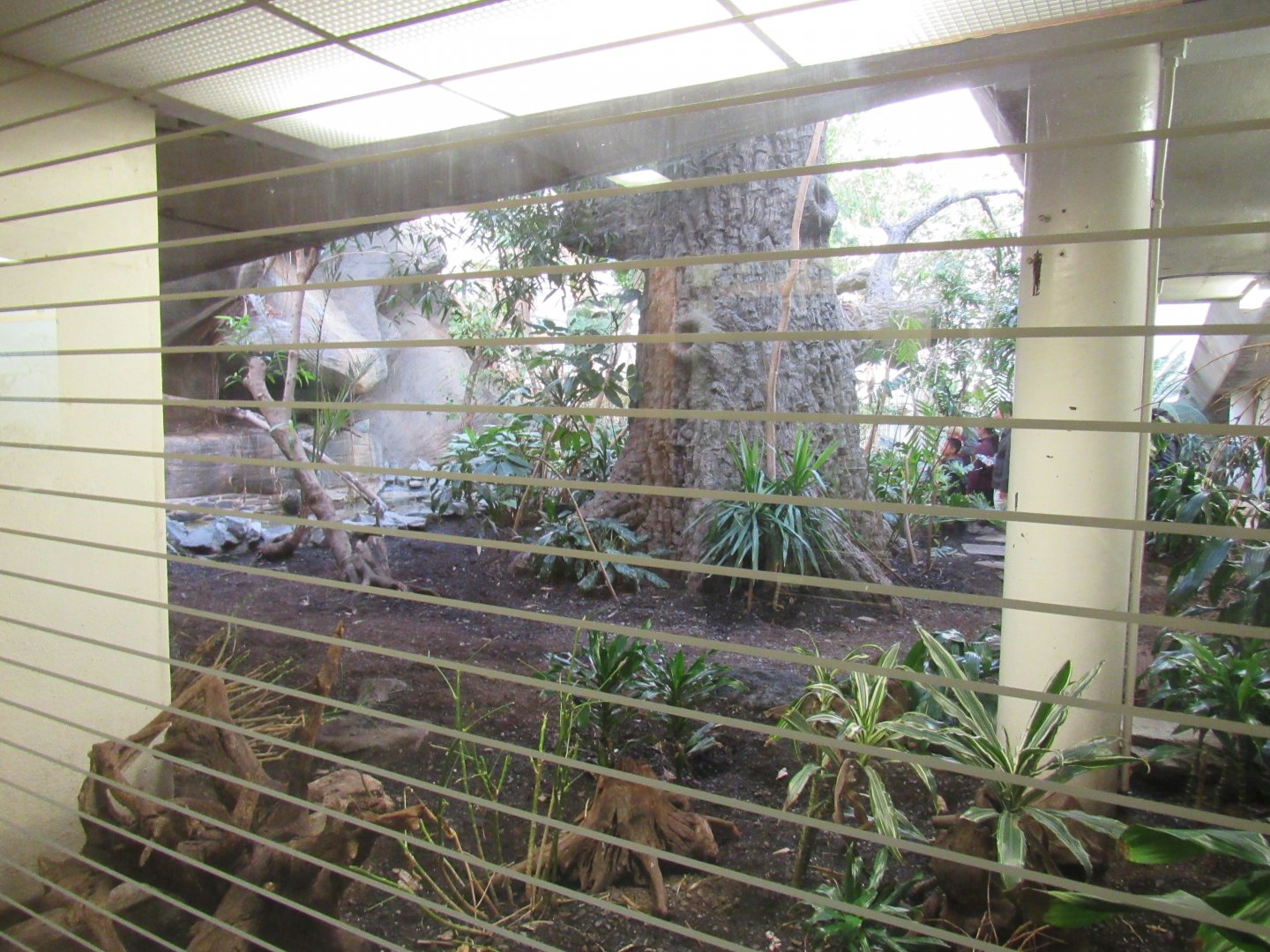Old Bird House- View Into Great Flight Room
