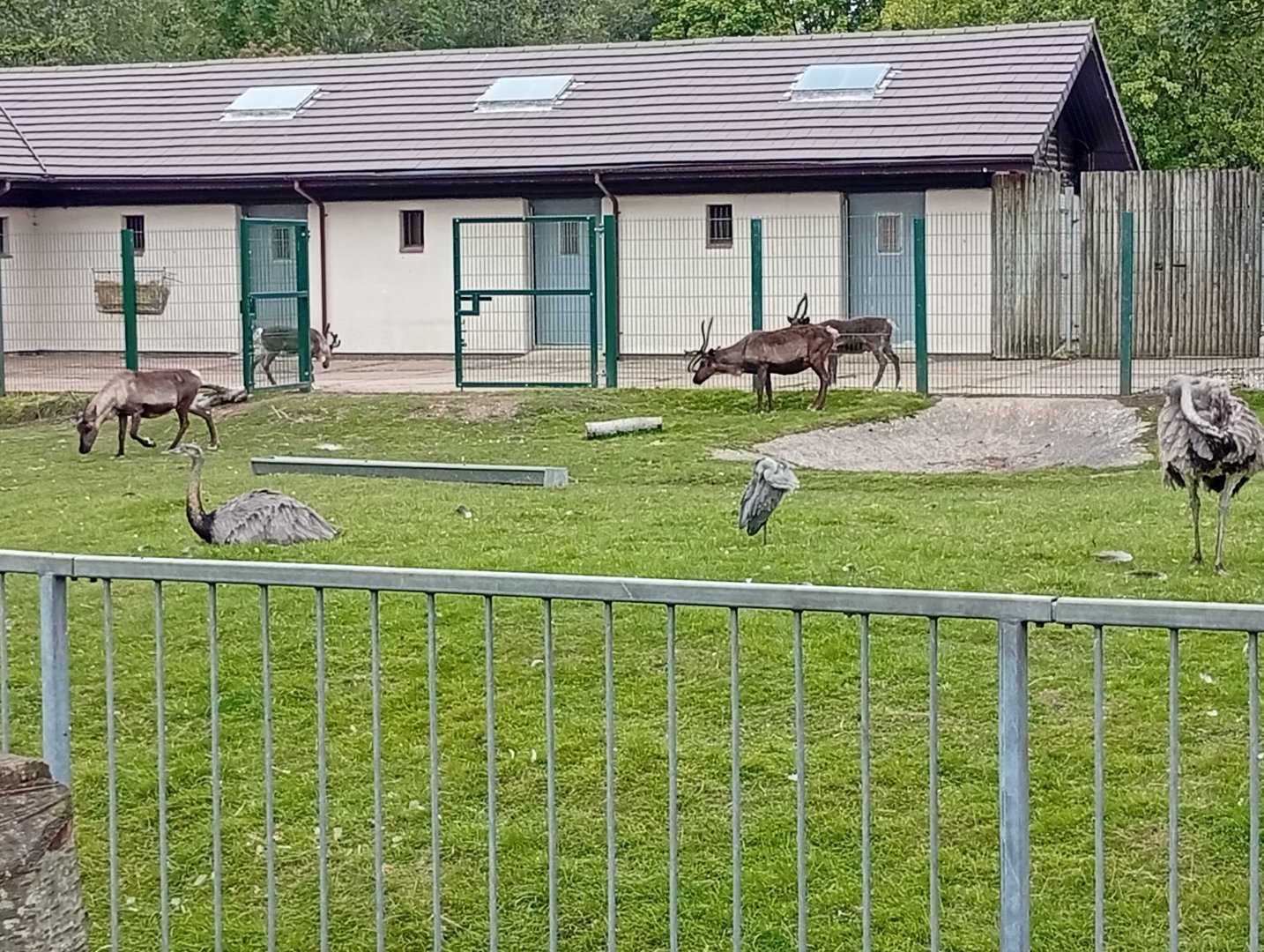 Old bongo enclonsure