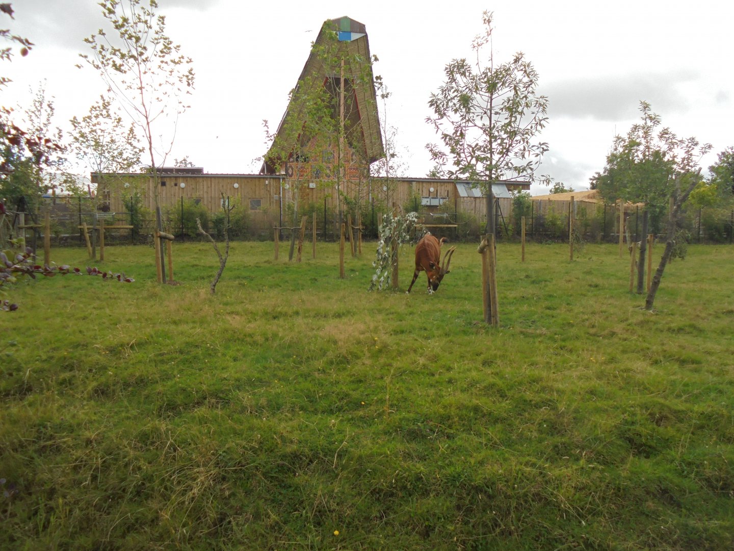 Old bongo paddock in front of Islands