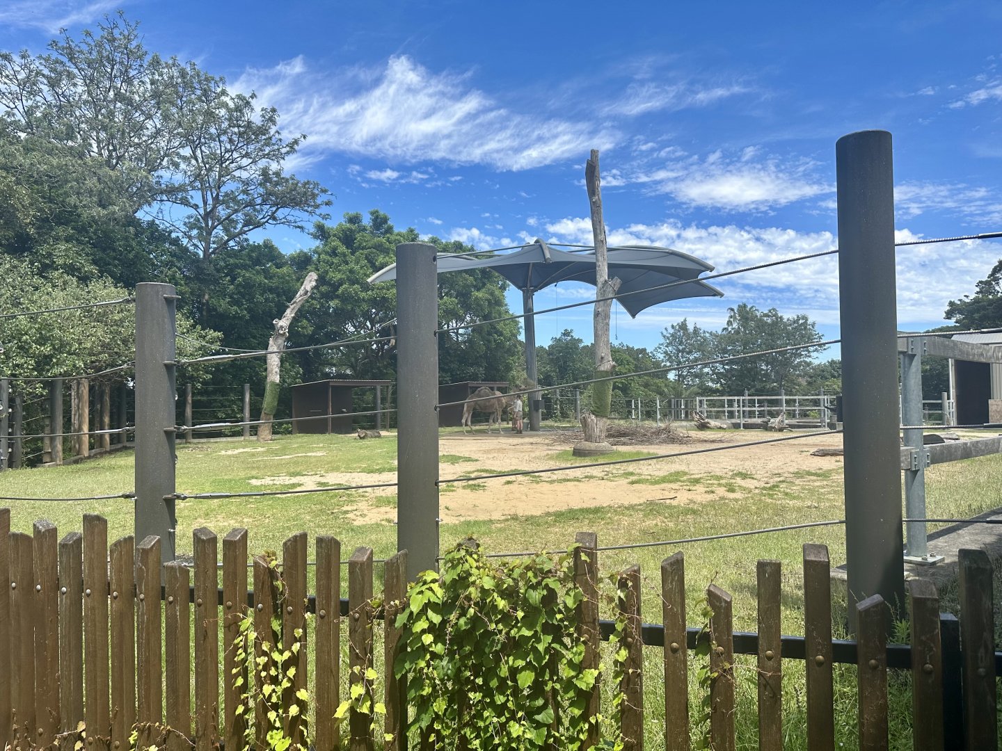 Old Bull Elephant Exhibit