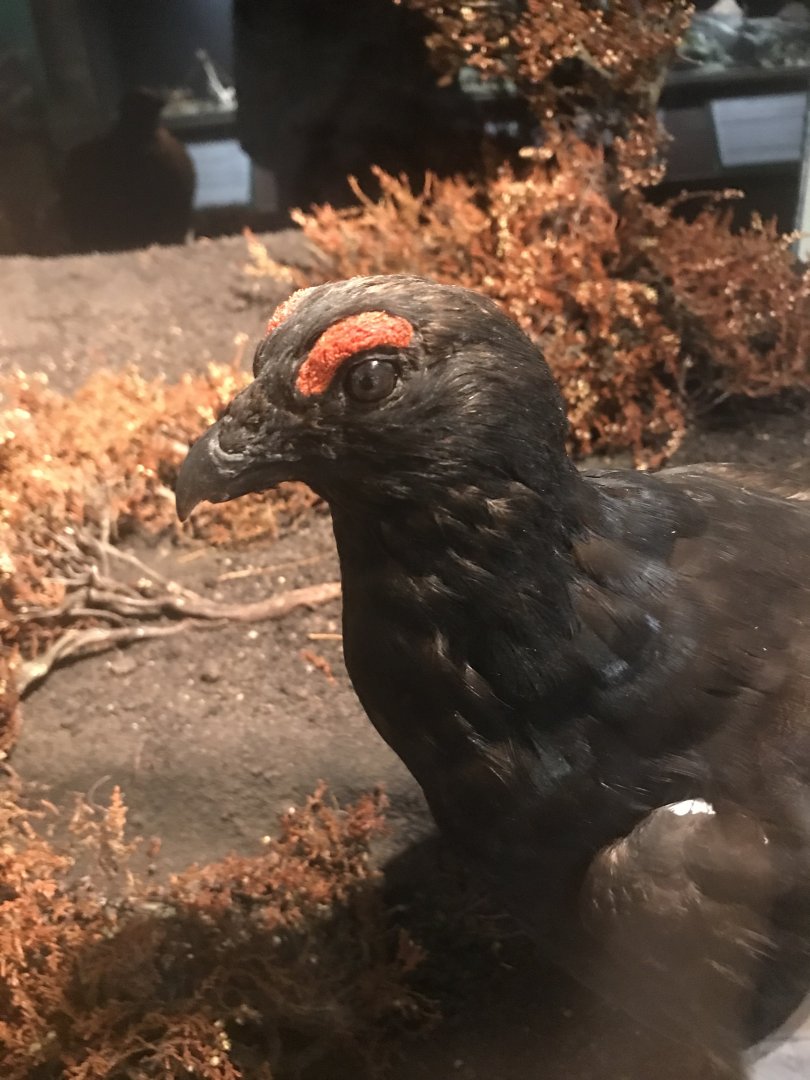 Old Byre heritage centre: Black grouse