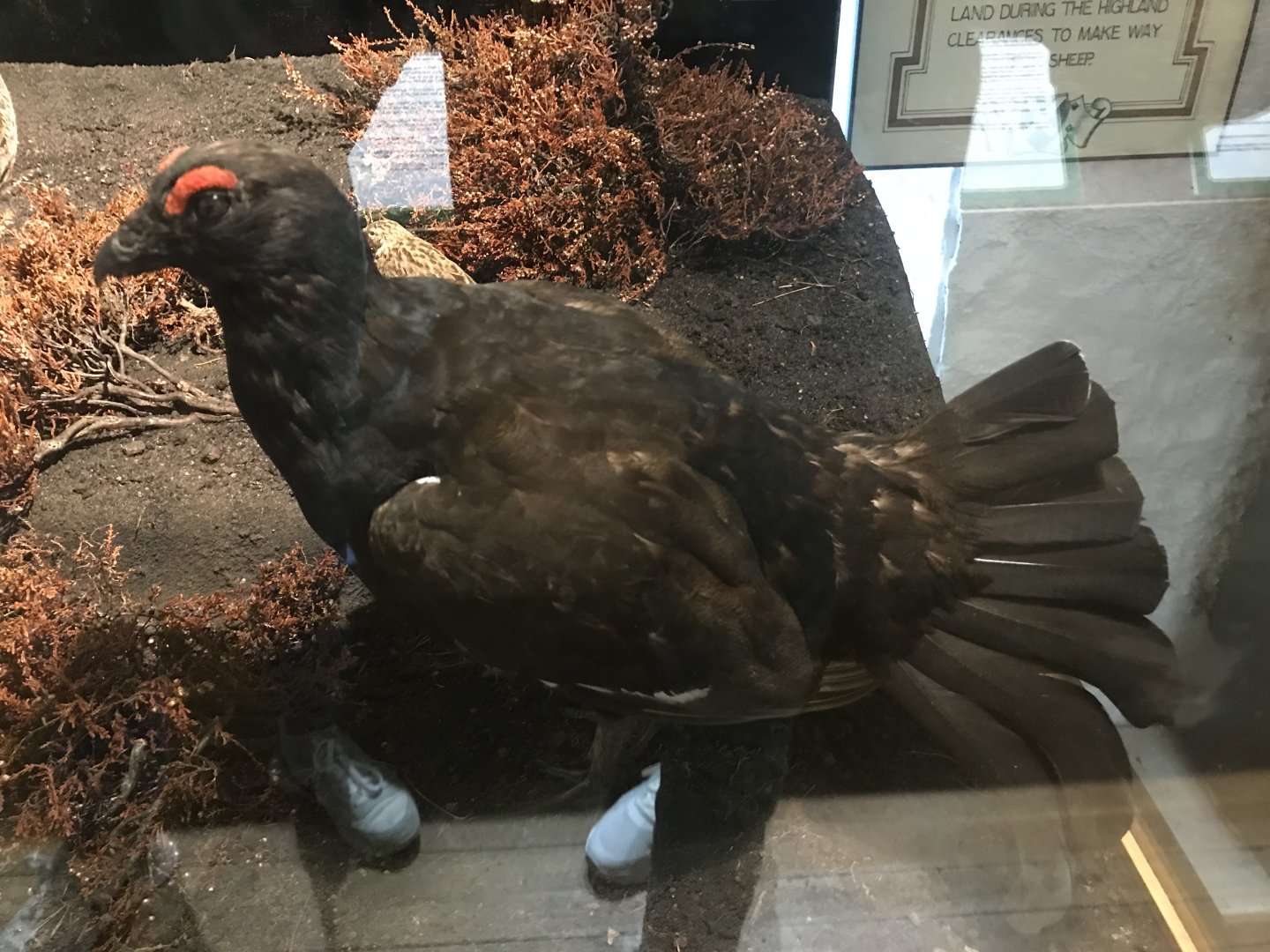 Old Byre heritage centre: Black grouse