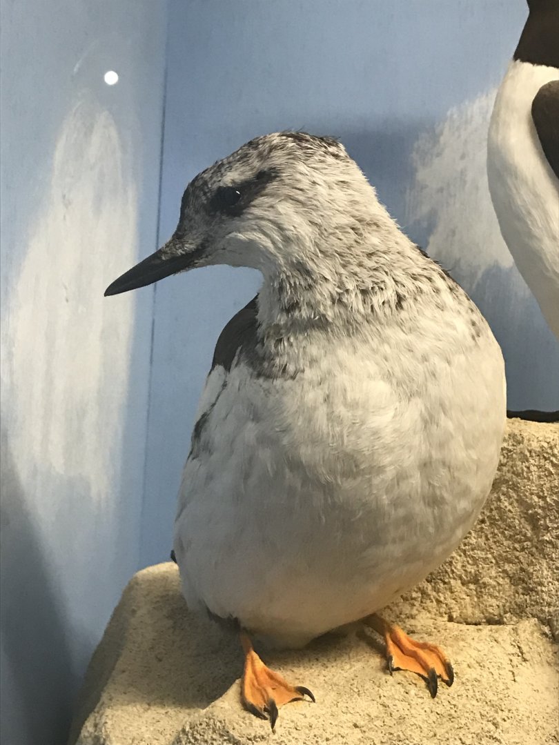 Old Byre heritage centre: Black Guillemot