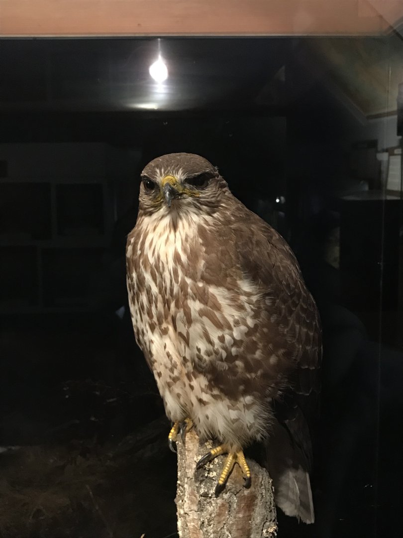 Old Byre heritage centre: Buzzard