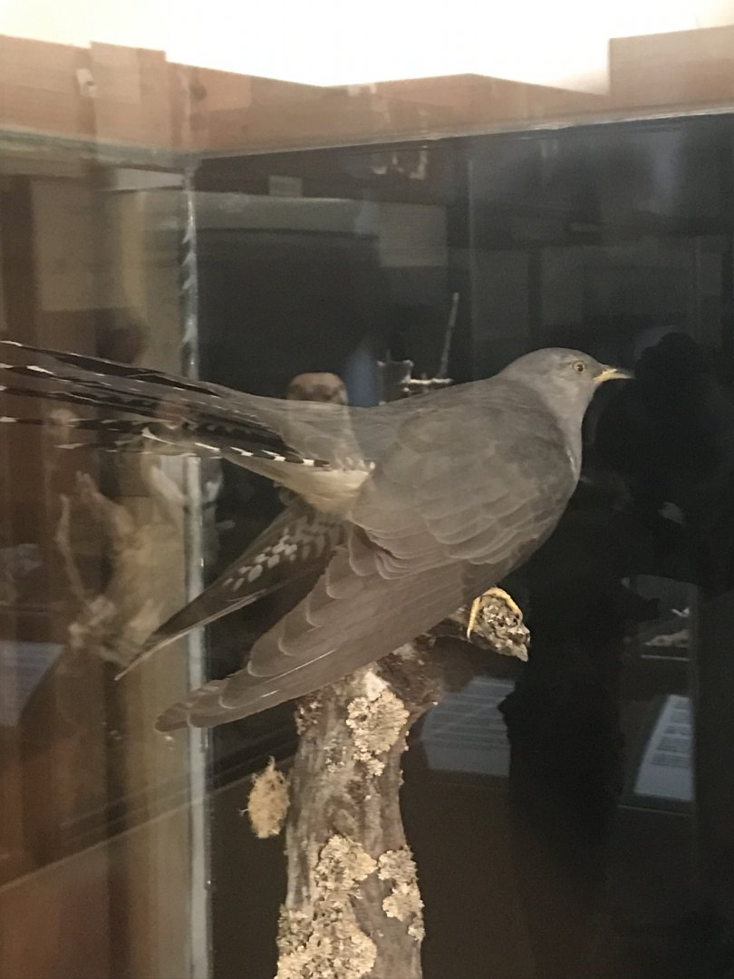 Old Byre heritage centre: Cuckoo