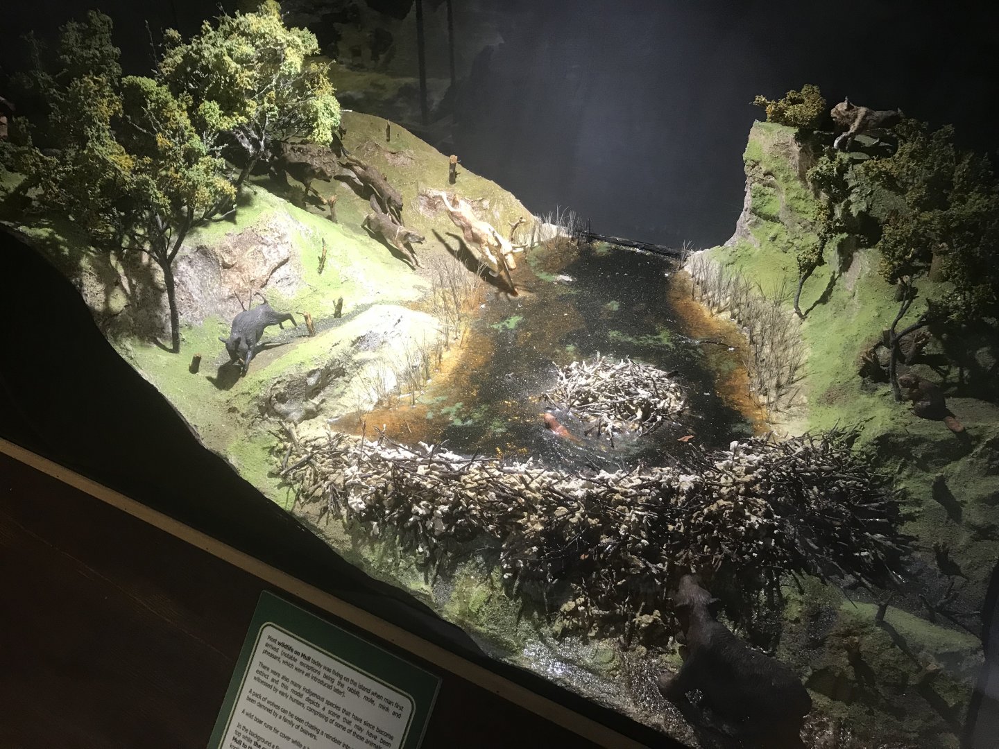 Old Byre heritage centre: Depiction of wildlife in Mull in approx. 6000BC