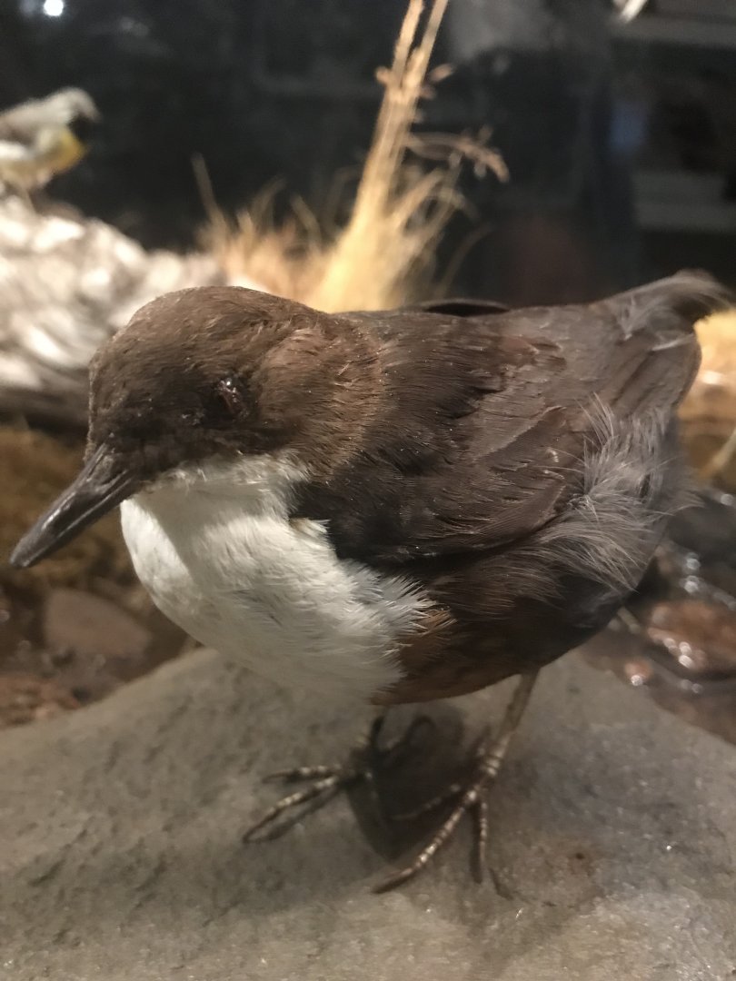 Old Byre heritage centre: Dipper