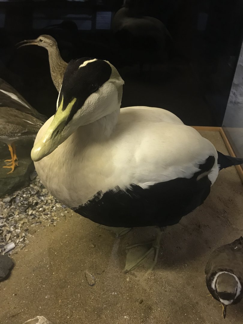 Old Byre heritage centre: Eider duck