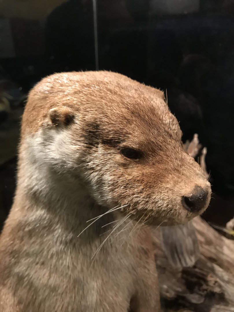 Old Byre heritage centre: Eurasian otter