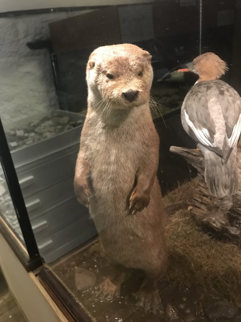 Old Byre heritage centre: European otter