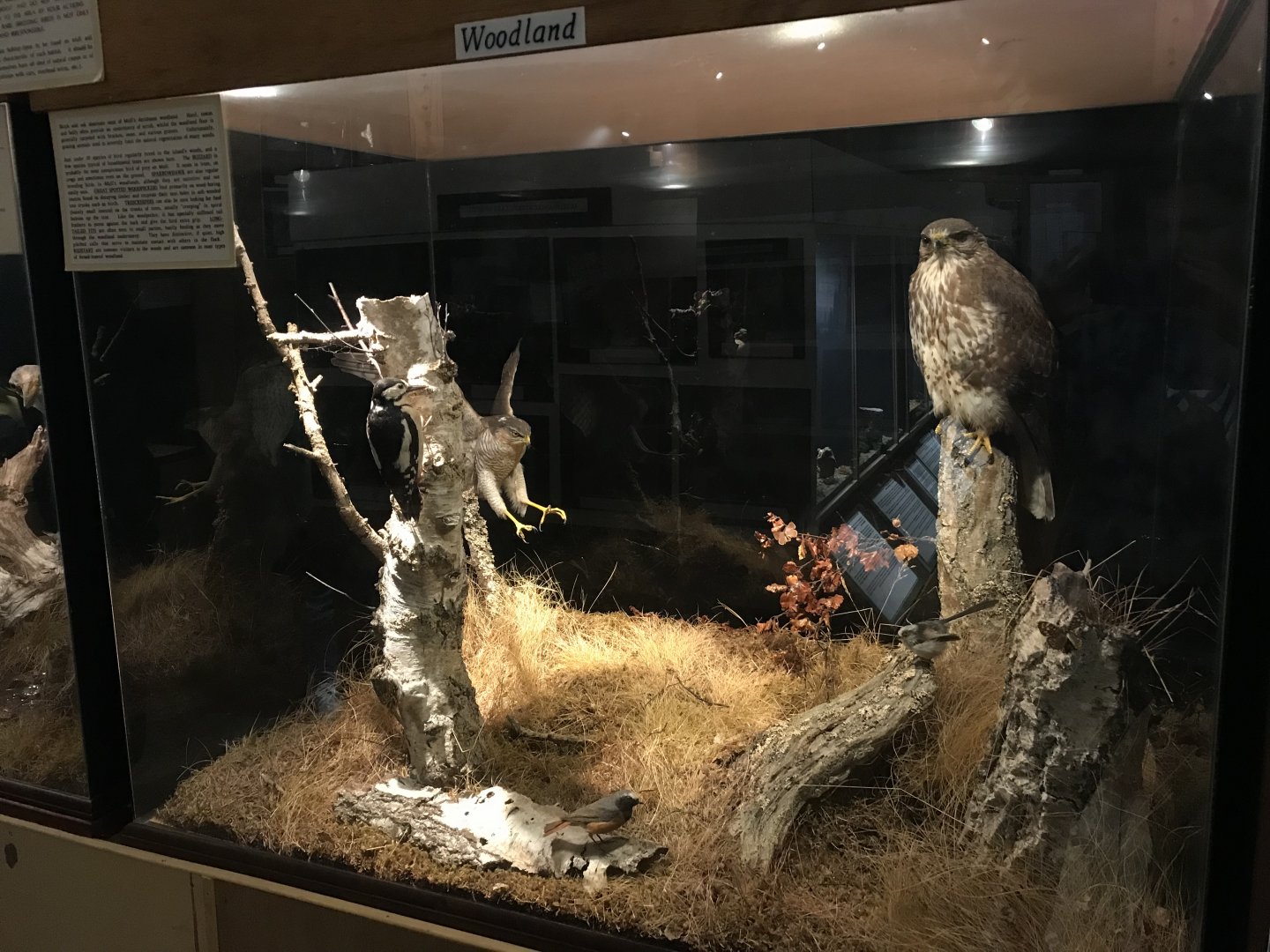 Old Byre heritage centre: Forest diorama