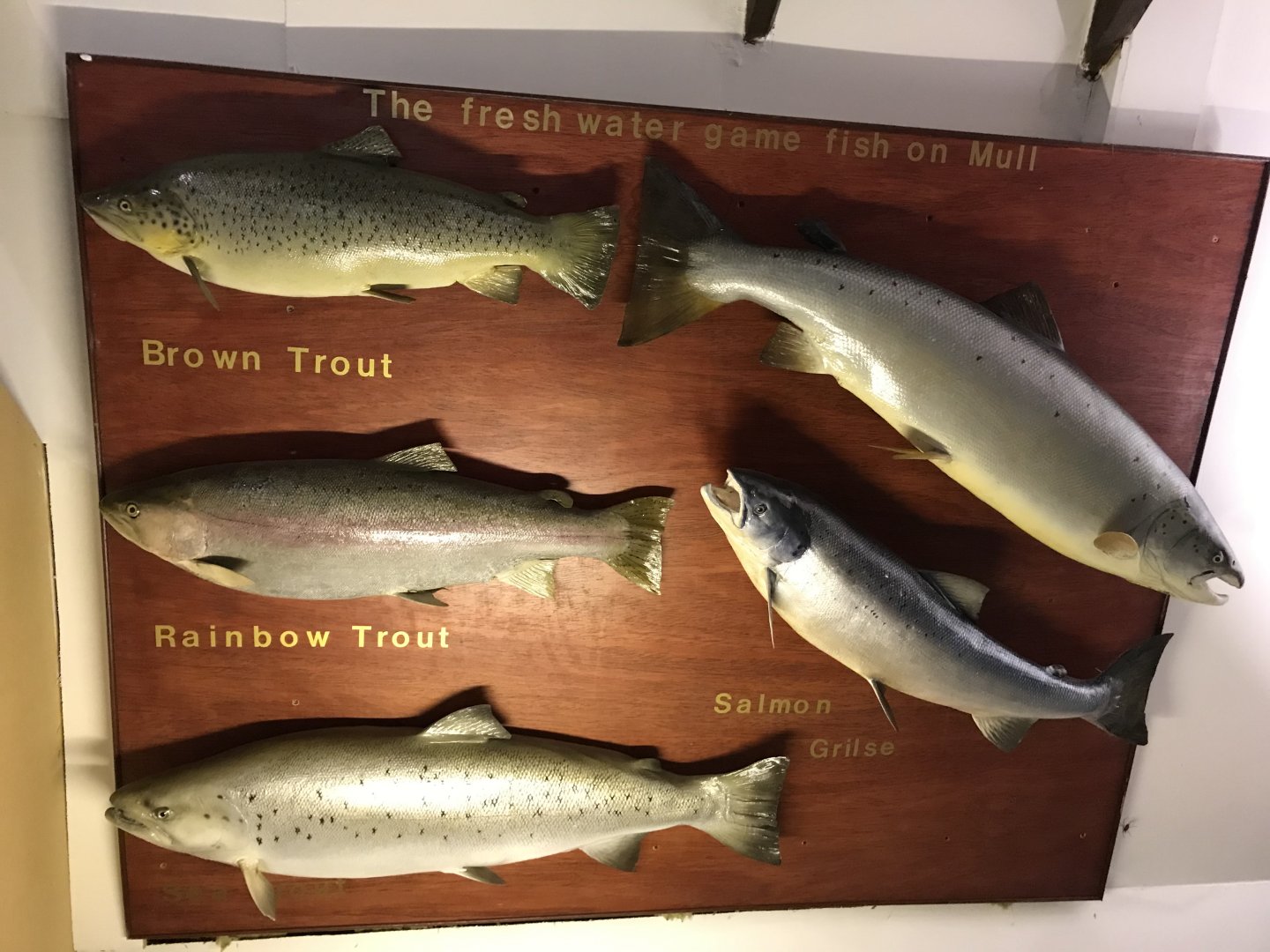 Old Byre heritage centre: Freshwater game fish on Mull