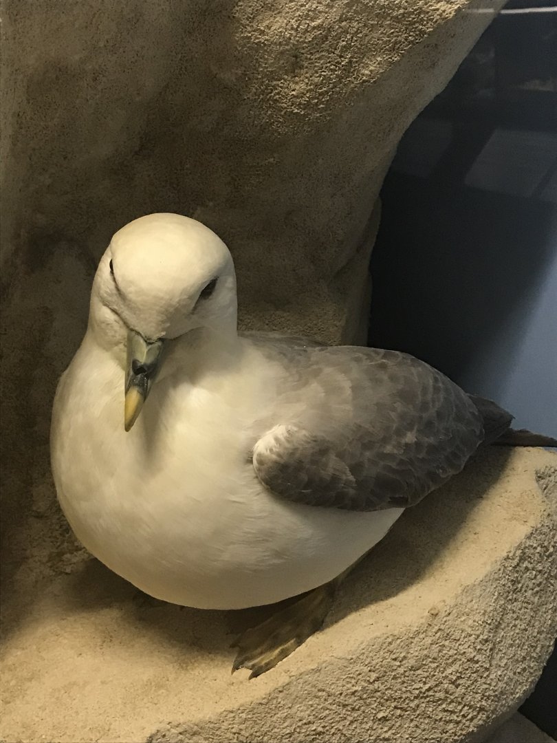 Old Byre heritage centre: Fulmar