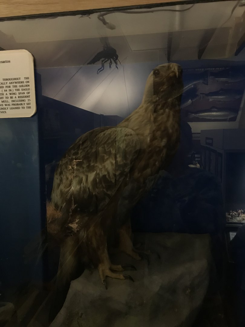 Old Byre heritage centre: Golden eagle