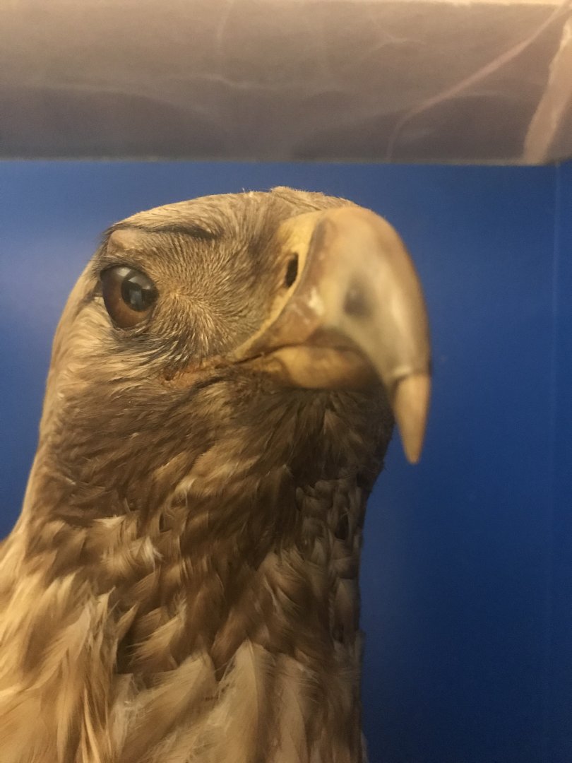 Old Byre heritage centre: Golden eagle