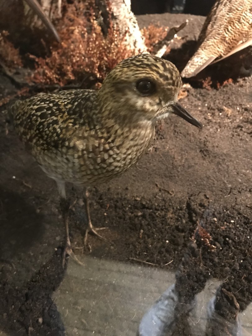 Old Byre heritage centre: Golden plover