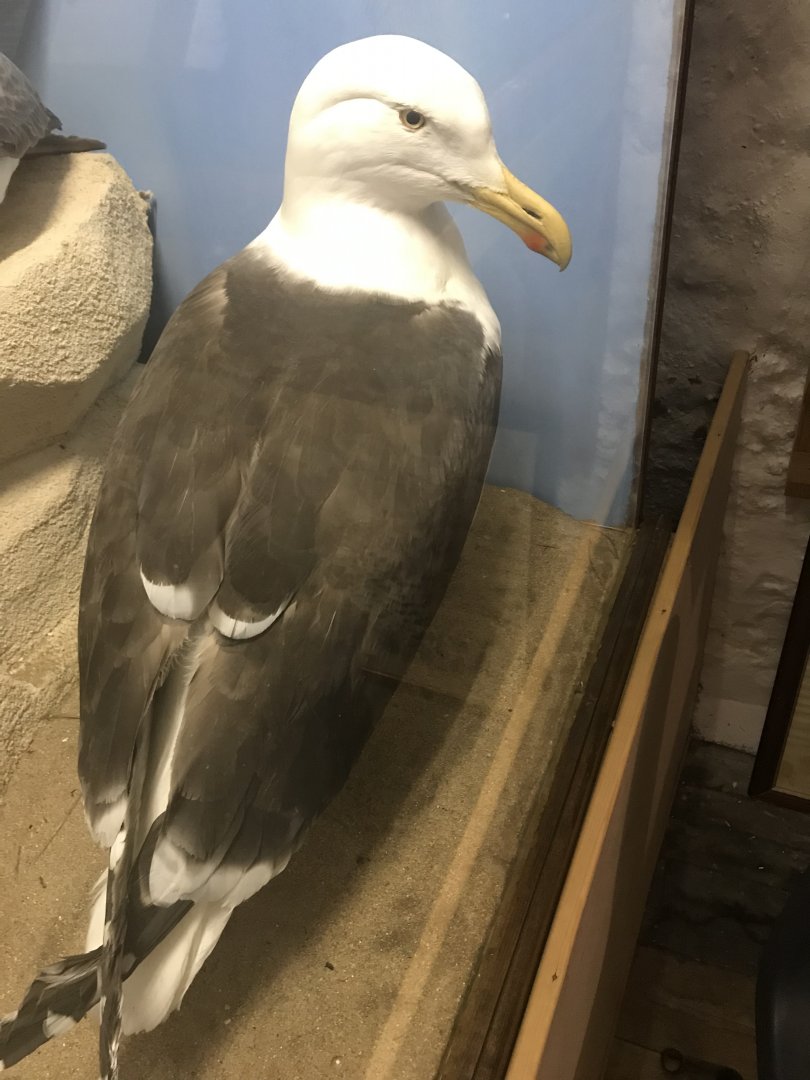 Old Byre heritage centre: Great Black backed gull