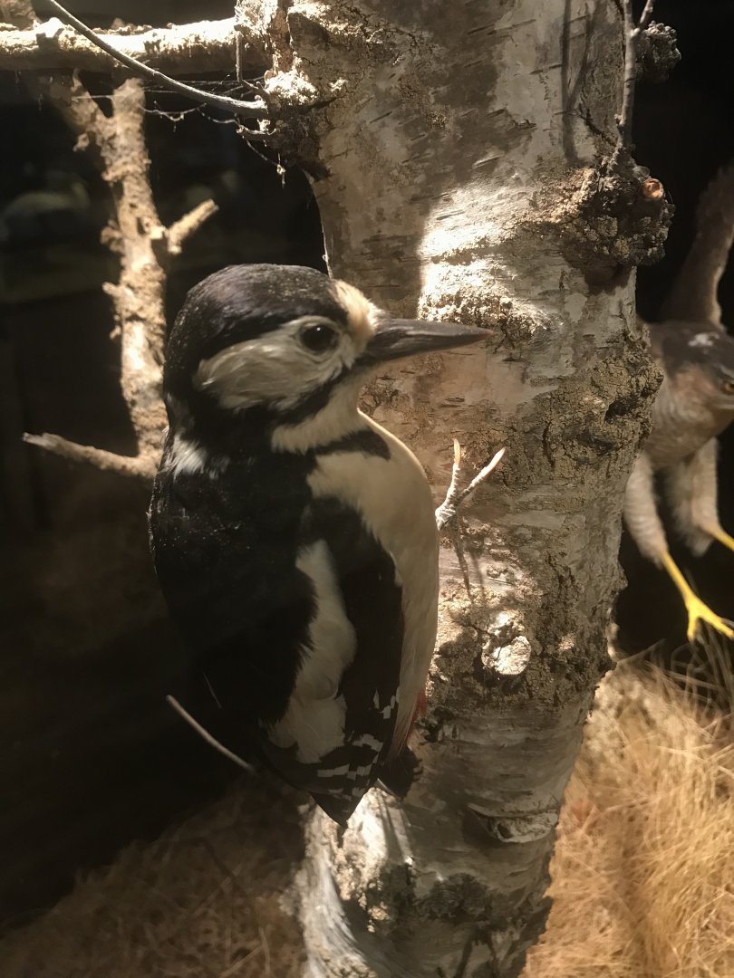 Old Byre heritage centre: Great spotted woodpecker