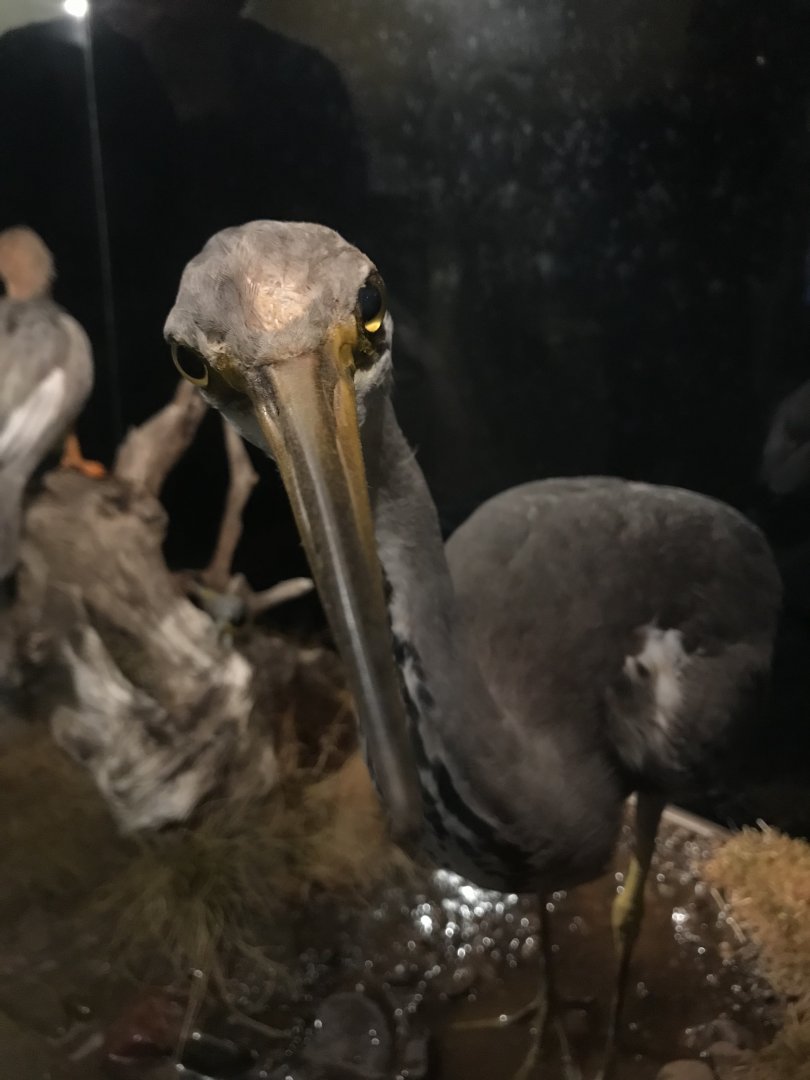 Old Byre heritage centre: Grey heron