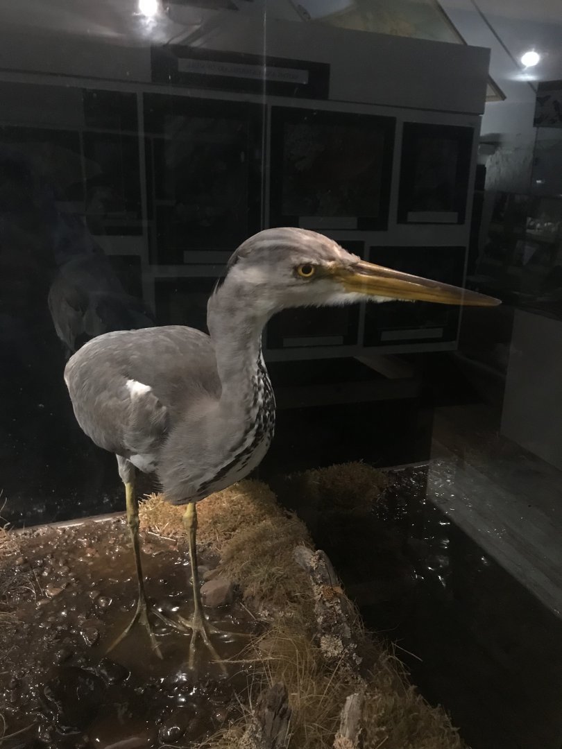 Old Byre heritage centre: Grey heron