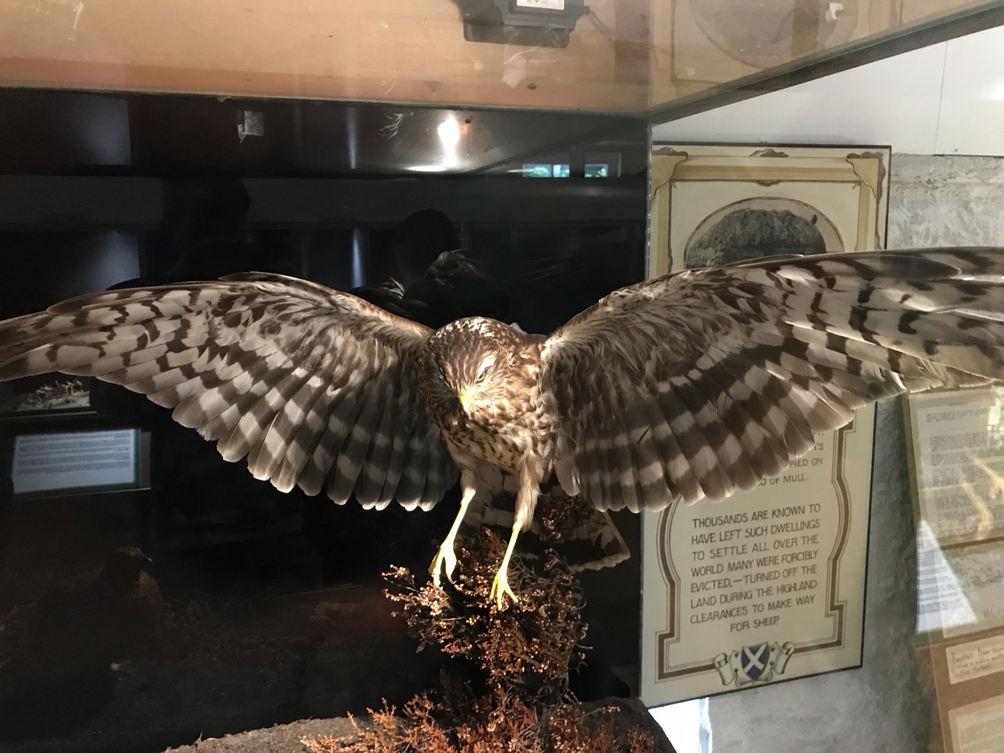 Old Byre heritage centre: Hen harrier