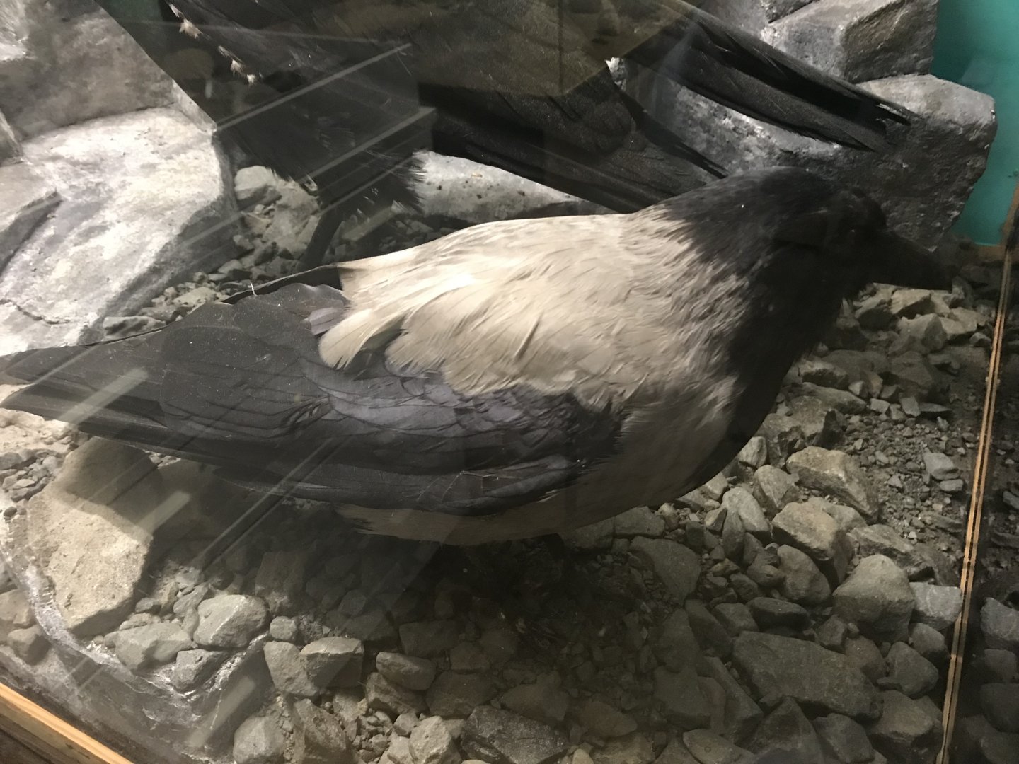 Old Byre heritage centre: Hooded crow
