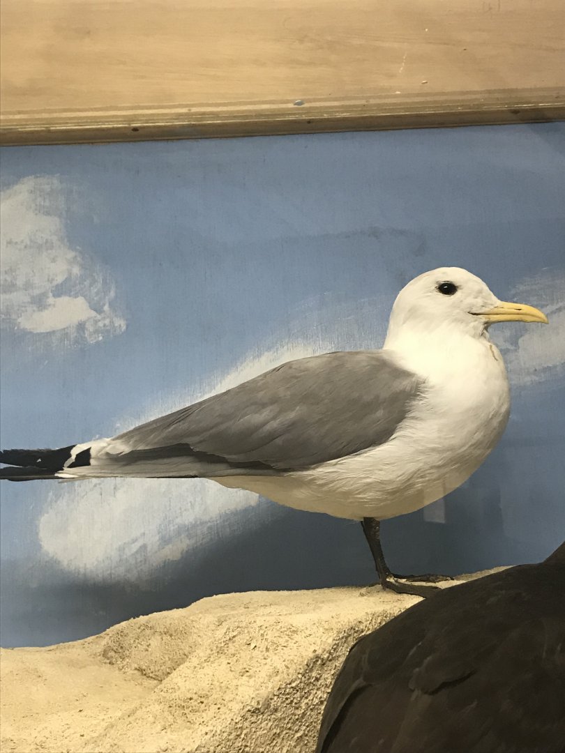 Old Byre heritage centre: Kittiwake