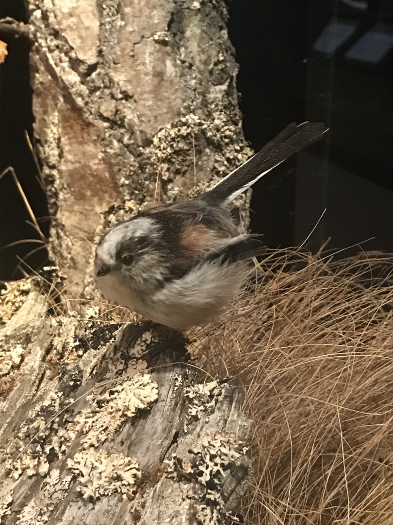 Old Byre heritage centre: Long tailed tit