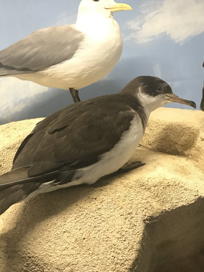 Old Byre heritage centre: Manx shearwater
