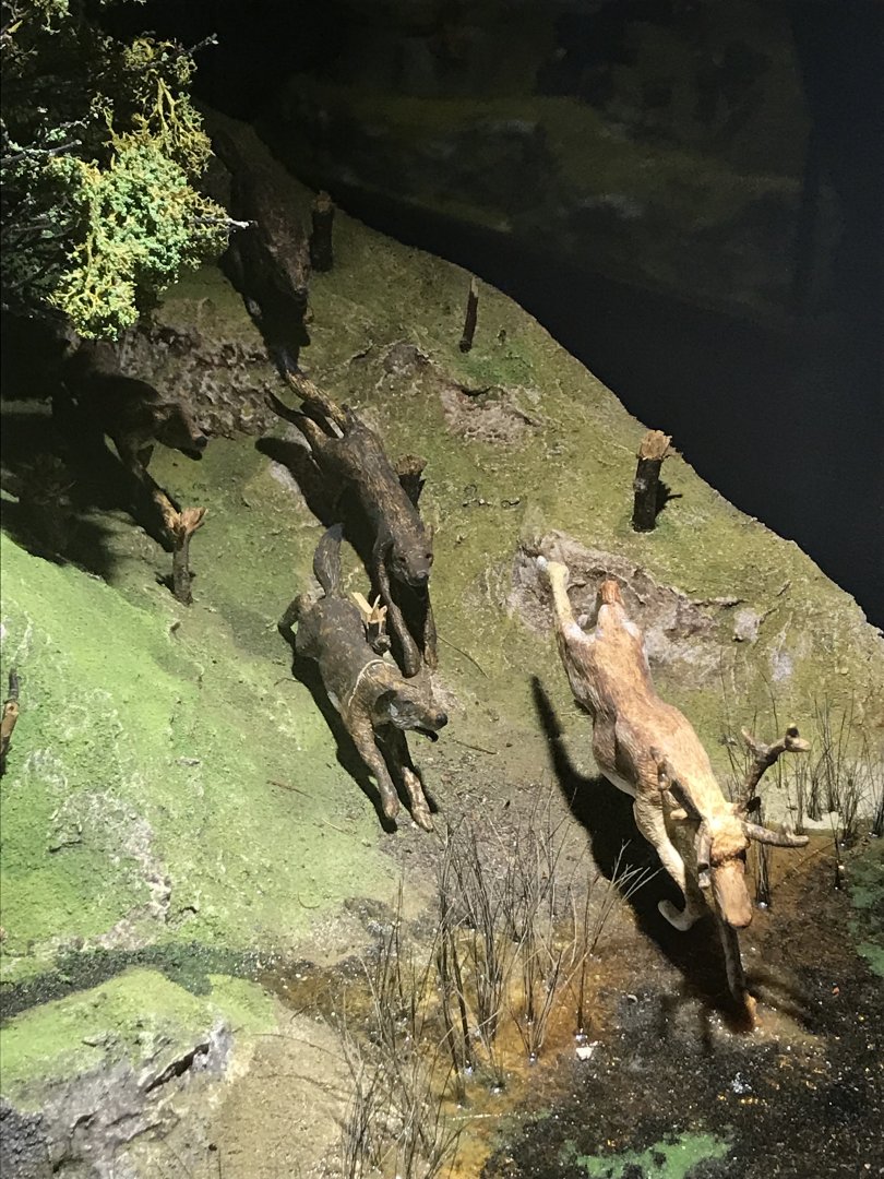 Old Byre heritage centre: Model of wolves hunting reindeer