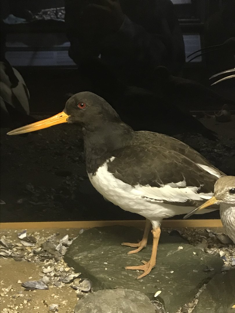 Old Byre heritage centre: Oystercatcher