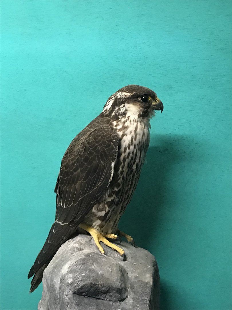 Old Byre heritage centre: Peregrine falcon