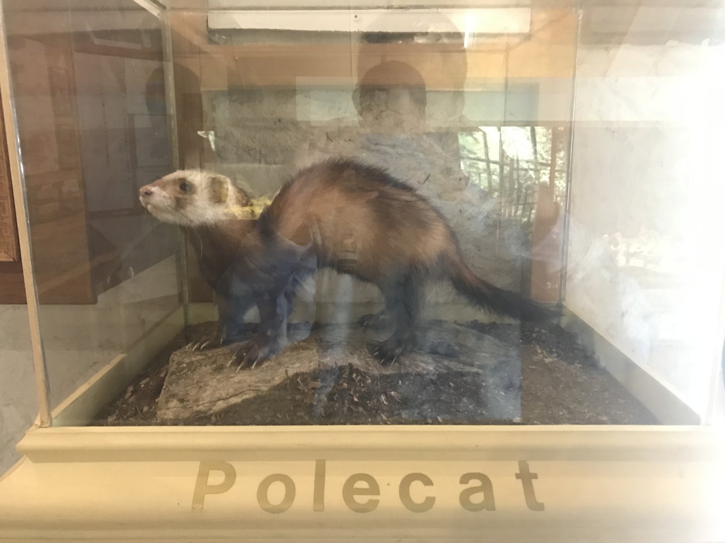 Old Byre heritage centre: Polecat