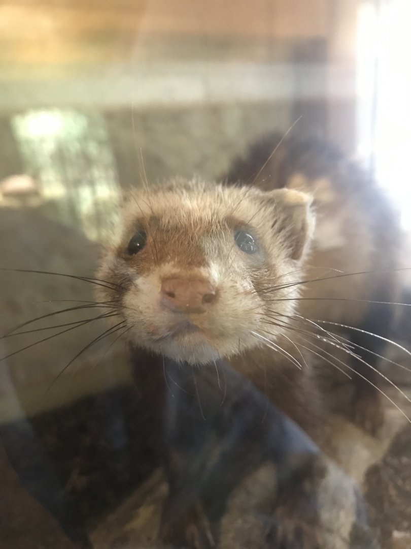 Old Byre heritage centre: Polecat