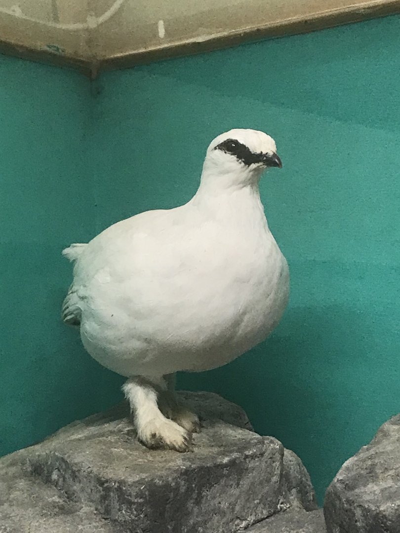 Old Byre heritage centre: Ptarmigan