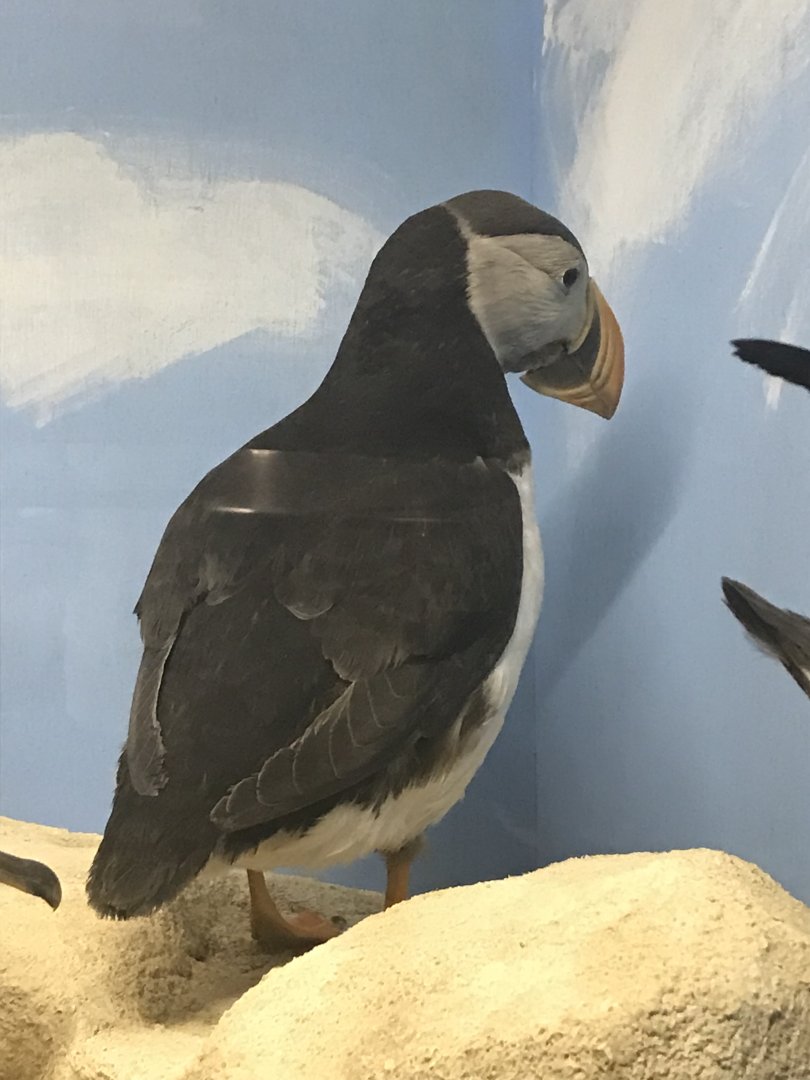 Old Byre heritage centre: Puffin