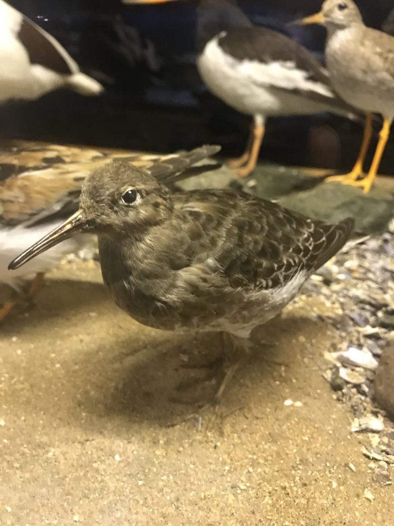Old Byre heritage centre: Purple sandpiper