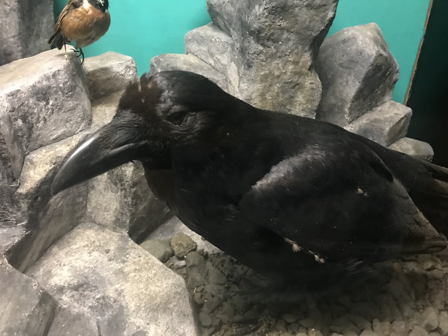 Old Byre heritage centre: Raven
