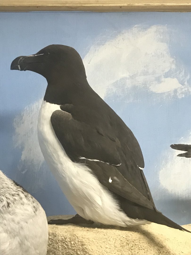 Old Byre heritage centre: Razorbill