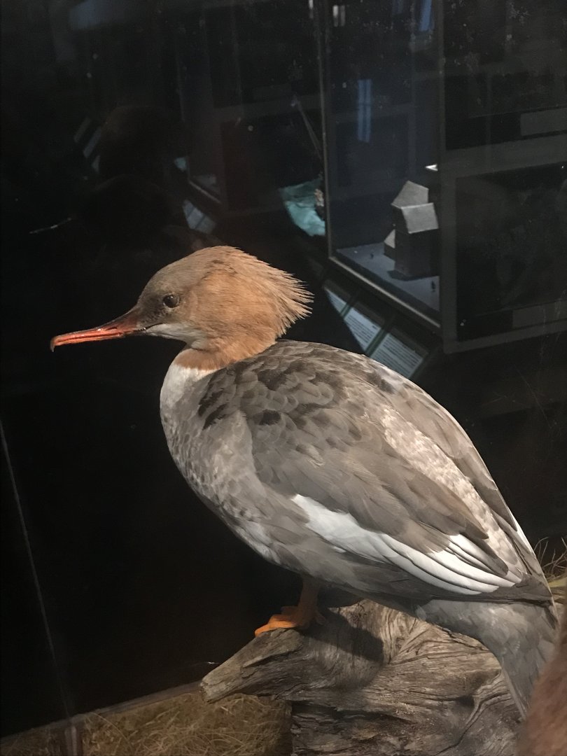 Old Byre heritage centre: Red breasted Merganser