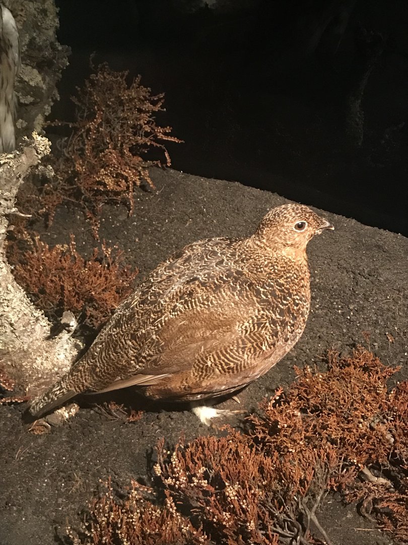 Old Byre heritage centre: Red grouse