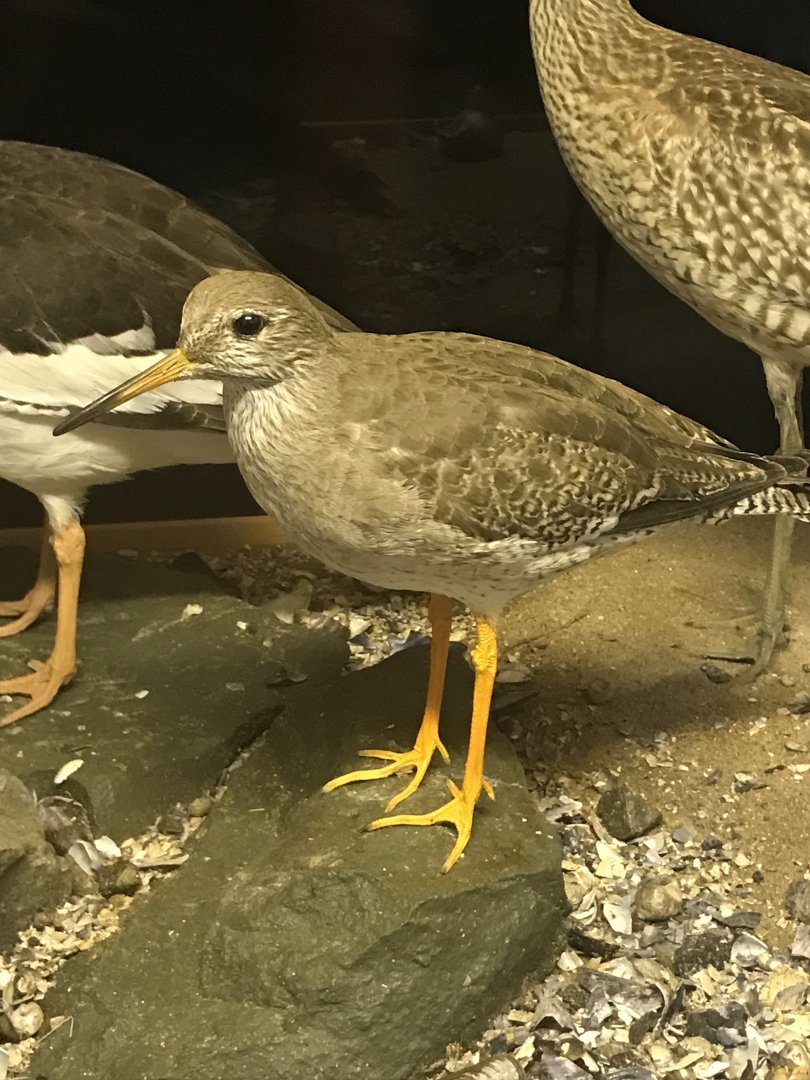 Old Byre heritage centre: Redshank