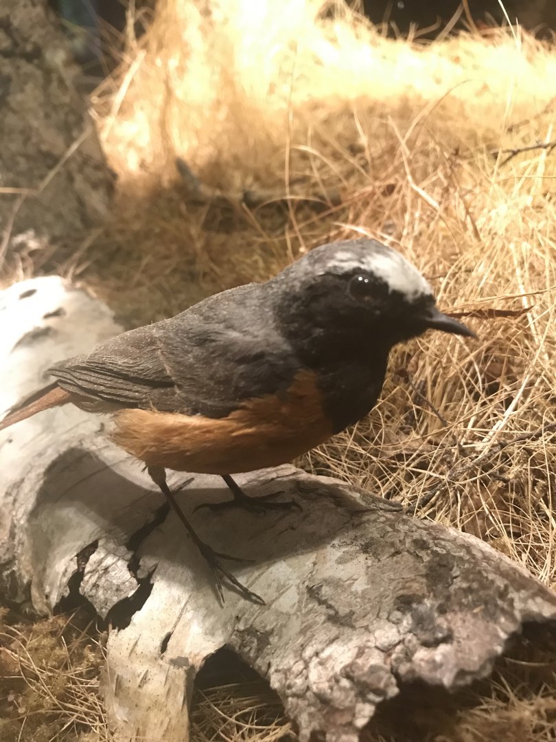 Old Byre heritage centre: Redstart