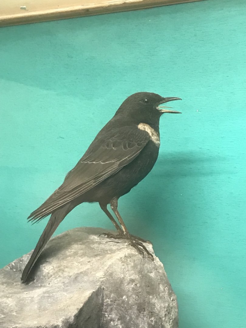 Old Byre heritage centre: Ring Ousel