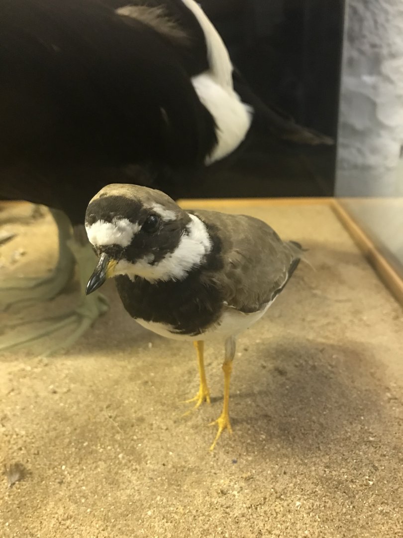 Old Byre heritage centre: Ringed plover