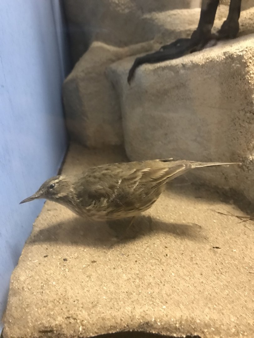 Old Byre heritage centre: Rock pippit