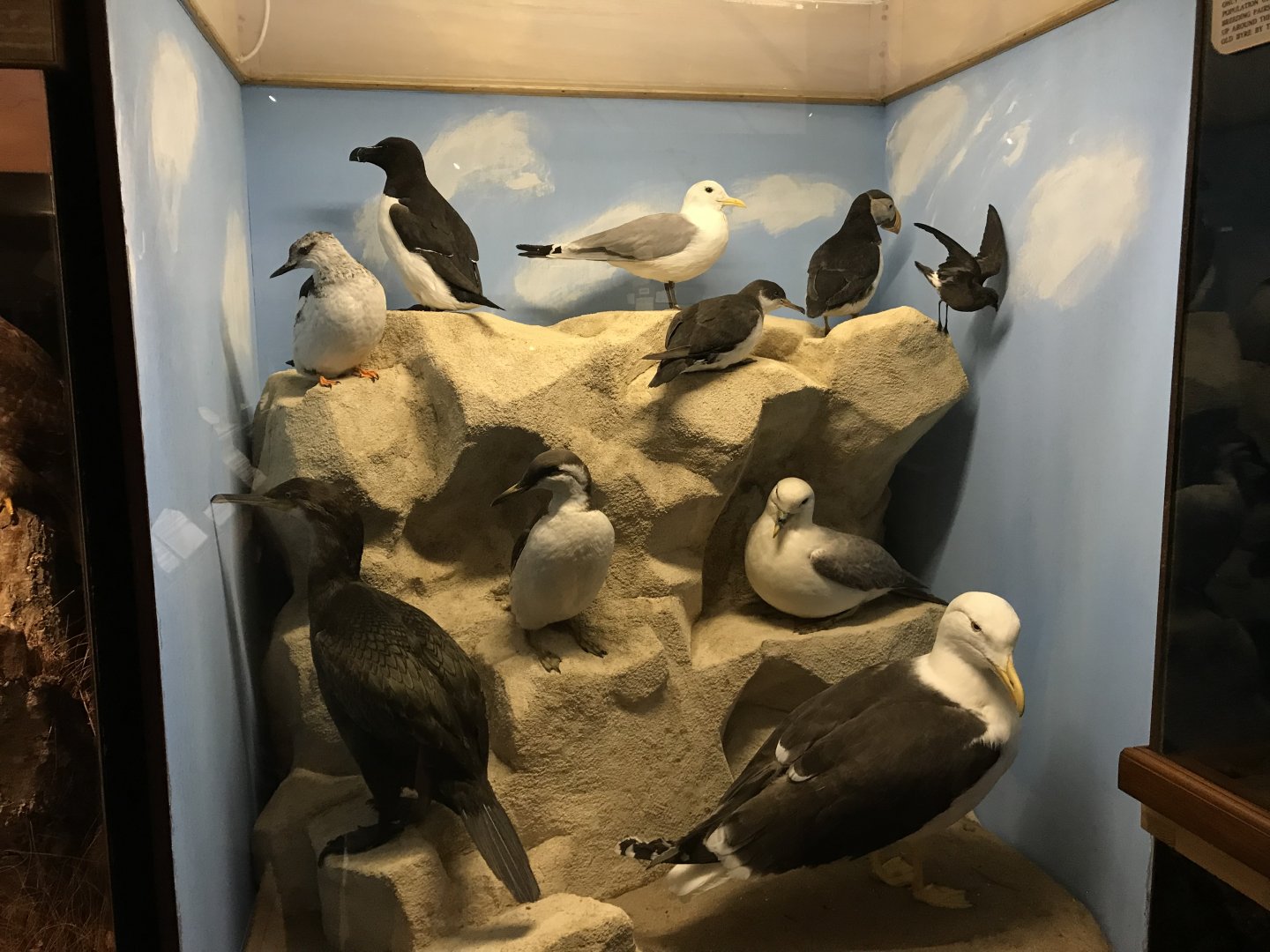 Old Byre heritage centre: Sea cliff diorama