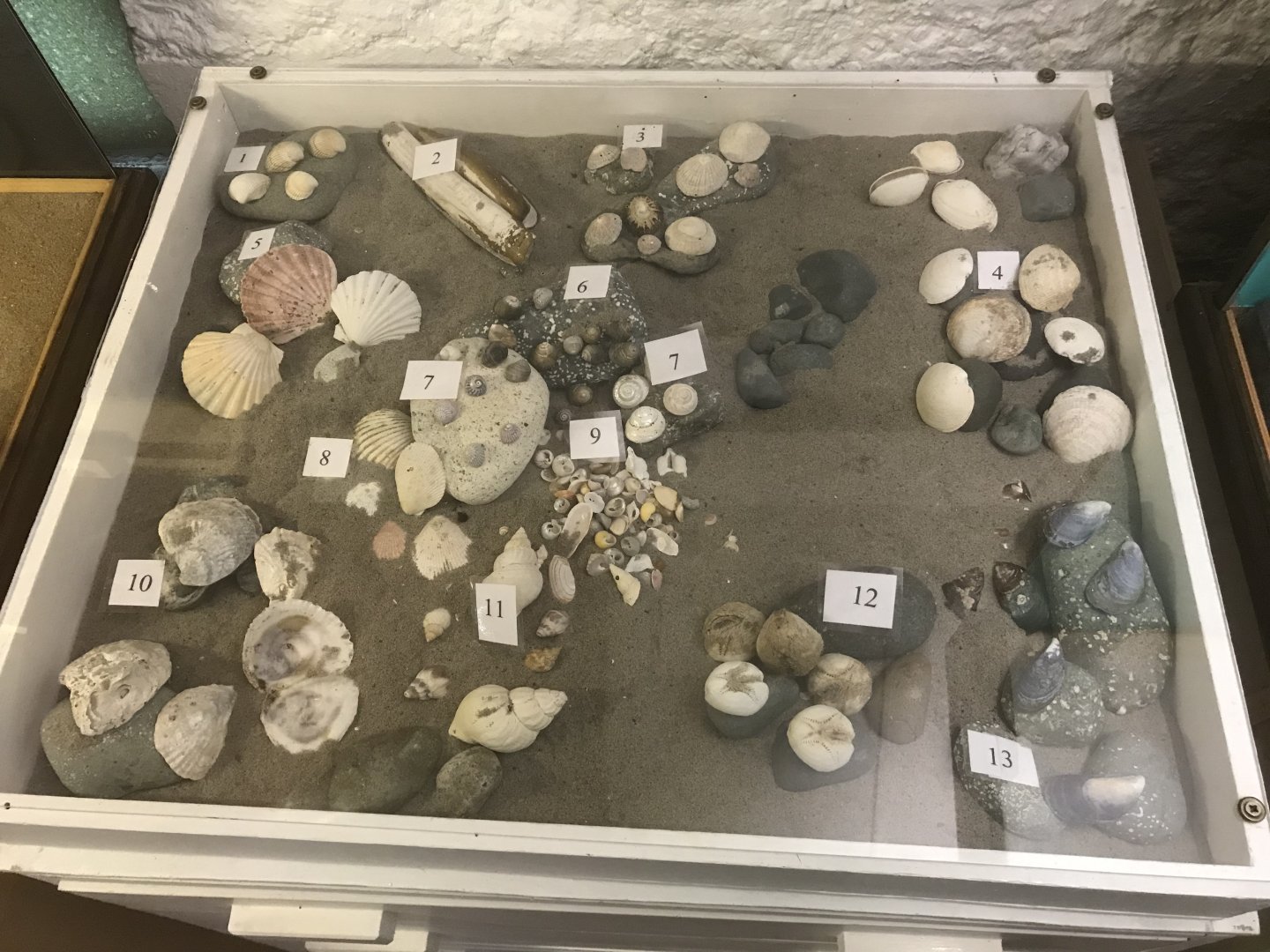 Old Byre heritage centre: Sea shells